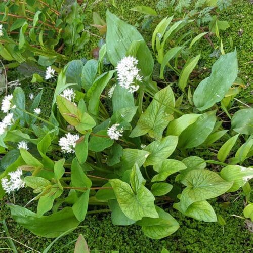 Wild-Garlic-Growing